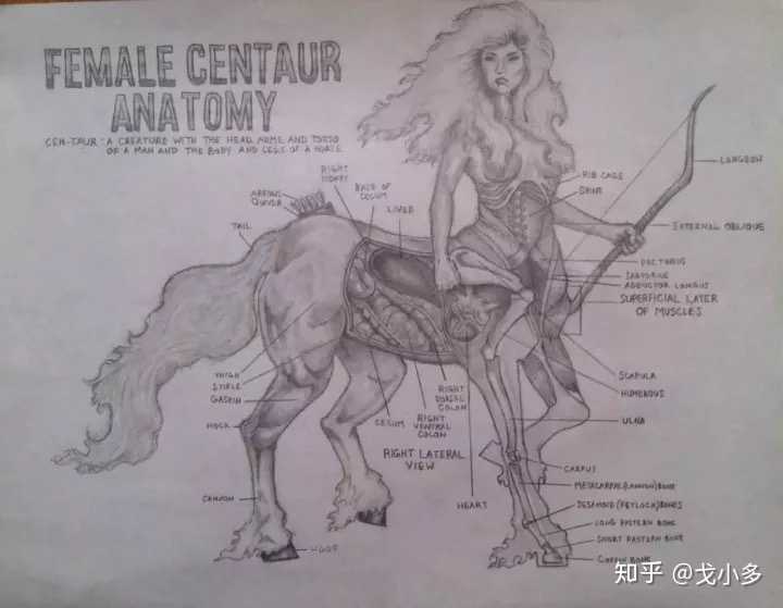 要不半人马星座咋会叫射手座呢.