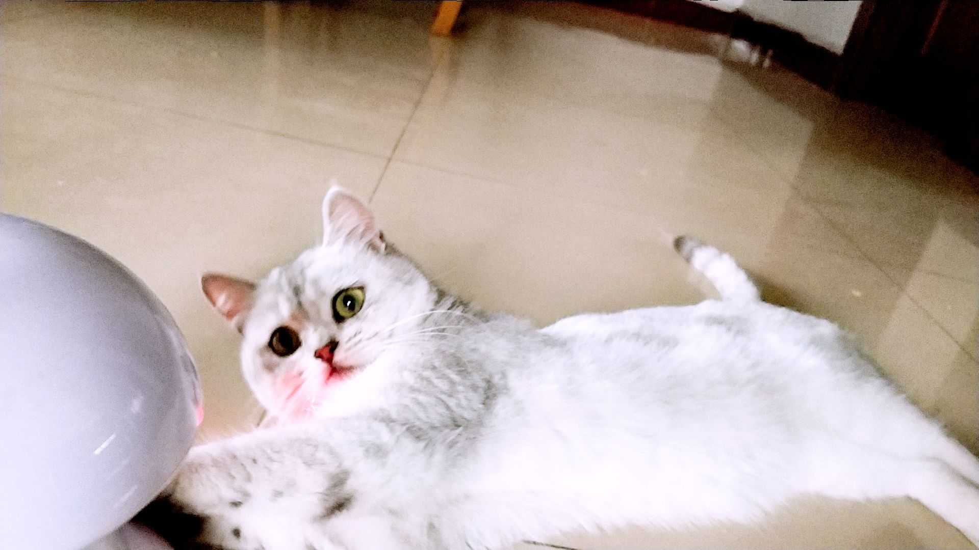 英短