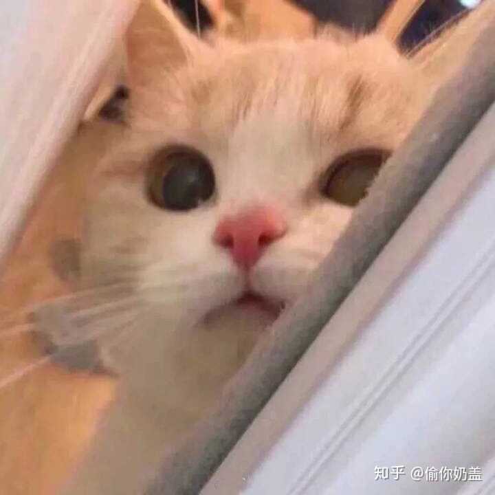 有哪些少女心的猫咪头像?