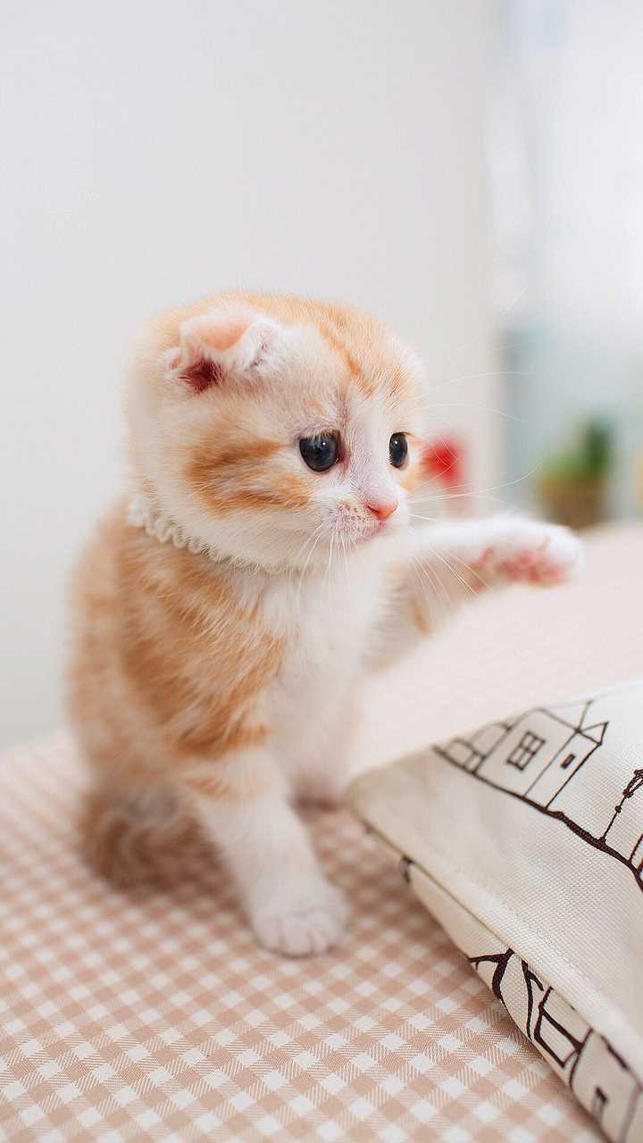 有哪些好看的猫咪壁纸或头像?