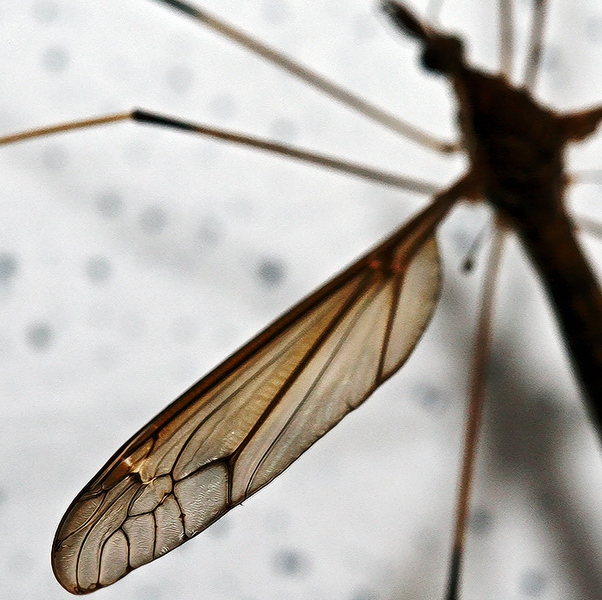 蚊子的翅膀 图源:sahibul-saif sheykh abdul kerim al-kibrisi