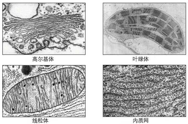 不同细胞器的电子显微镜照片(来自网络)