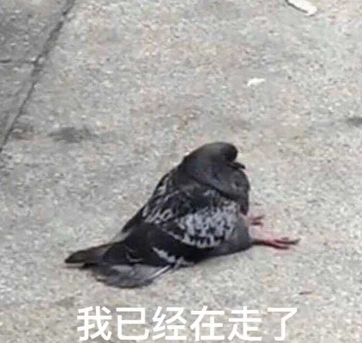 鸽人系列表情包你一定要走过路过不要错过 在图库里找这些鸽,找瞎了眼
