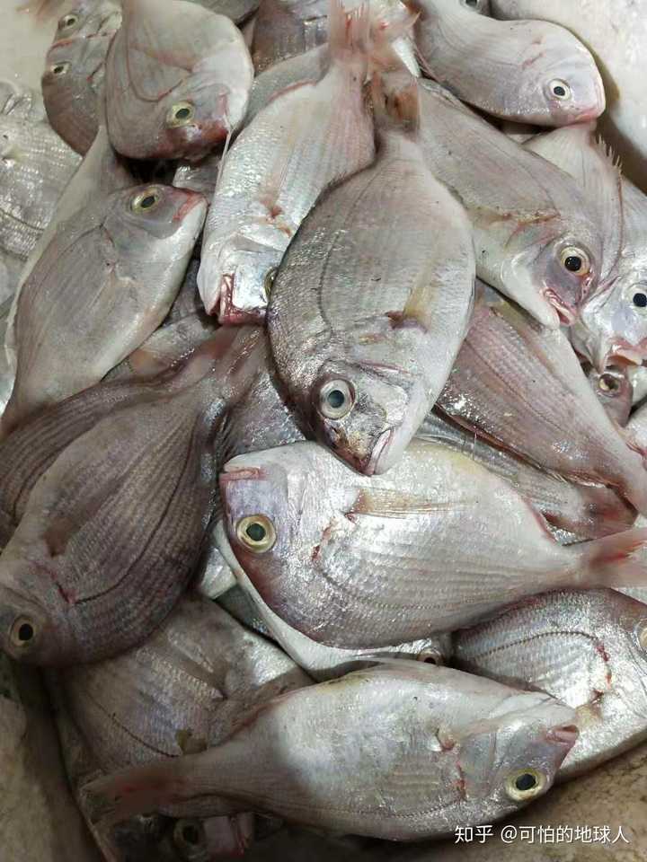 有哪些美味海鲜适合在家做?