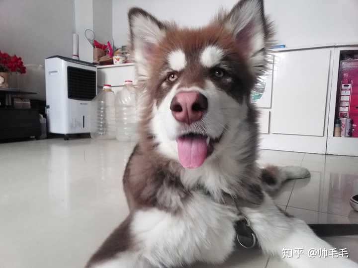阿拉斯加犬几个月才过了尴尬期?