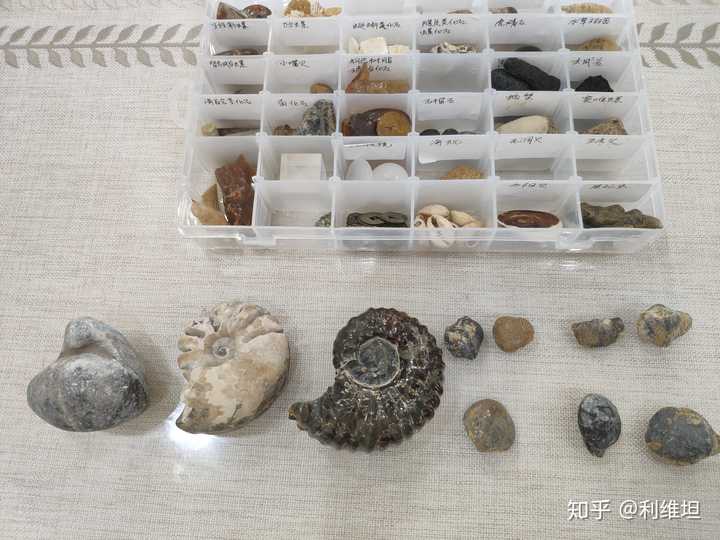 广西石炭系上统灰岩溶洞中的古生物化石是什么?