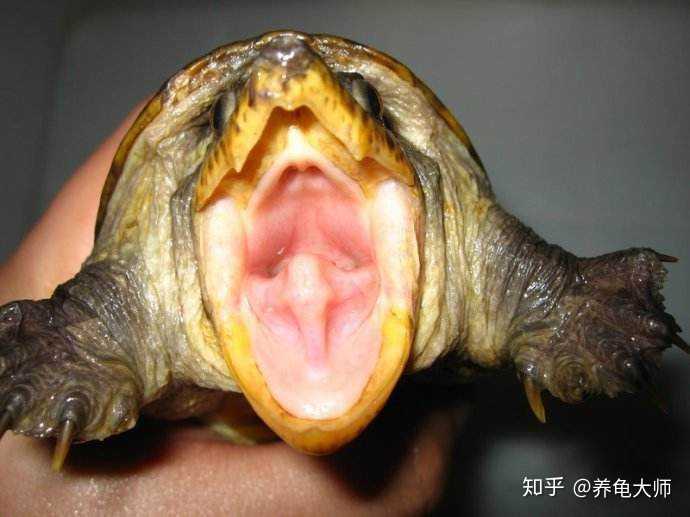 为什么巴西龟的嘴巴是硬的?
