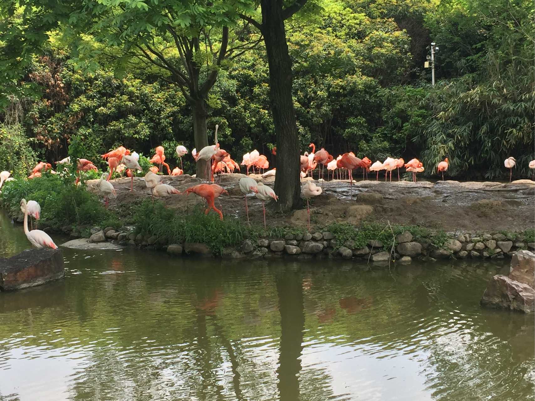 玩转城市周边# 上海野生动物园,就喜欢… - 知乎