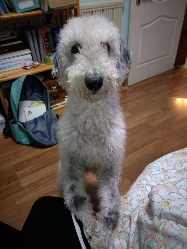 养只贝灵顿是种怎样的体验 知乎