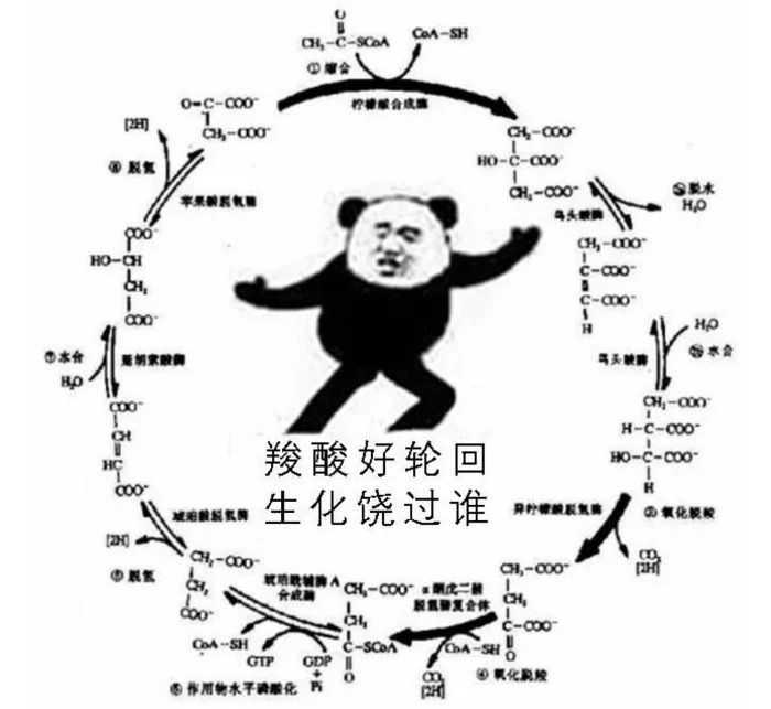 生理化表情包