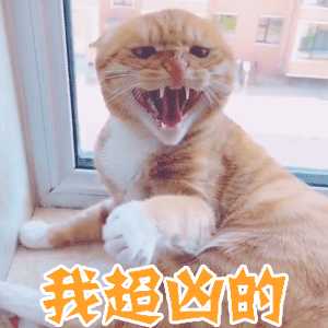 能让猫咪打架的原因太多了:食物啊,领地啊,关注度啊什么的,当然有时候
