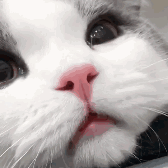 有什么特别可爱猫猫的动态图或表情包吗?