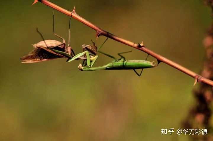 螳螂是夜行还是昼行动物它的食谱有多广泛