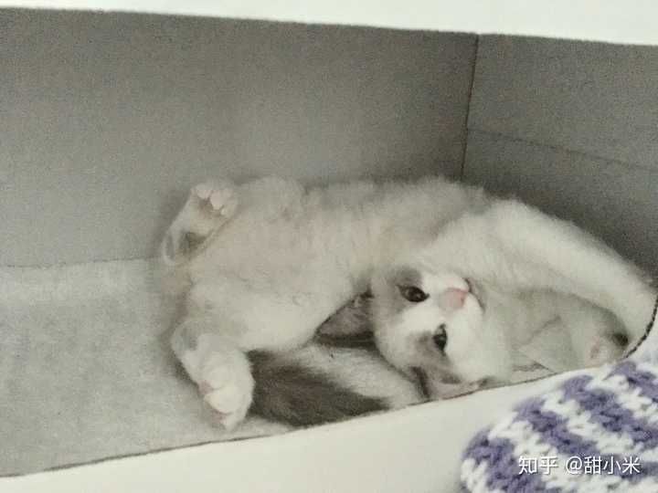 布偶猫海双开脸很漂亮不过有白耳值得购买吗