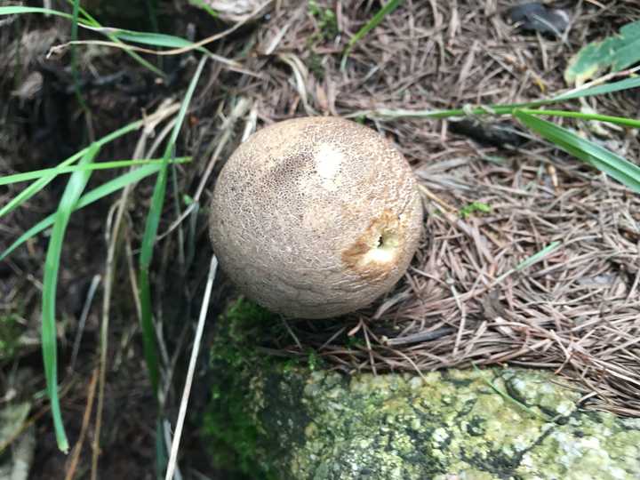 马屁炮,马勃.这个有点意思