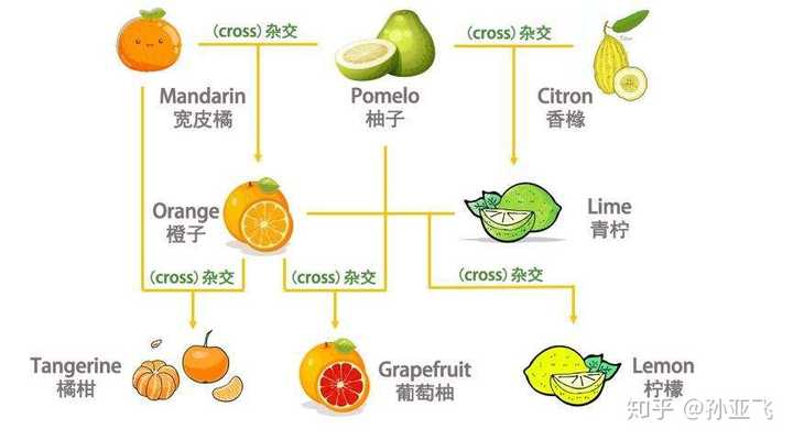 它们和杂交之后的品种还能继续杂交,终于分化成各种类型的柑橘水果