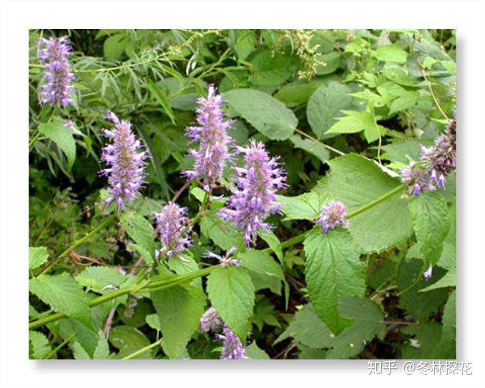 藿香花,12月21日的