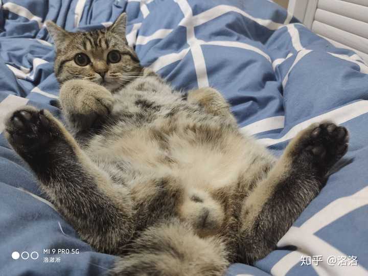 求助,这是小公猫还是小母猫?