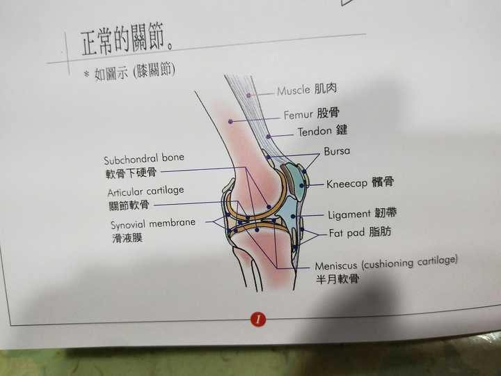 膝盖半月板恢复方法