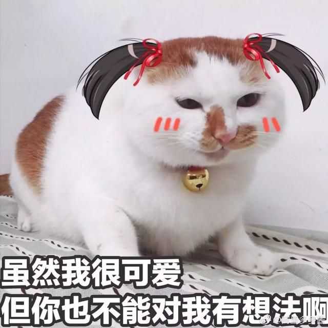 特别喜欢这个猫猫表情,感觉可爱s啦