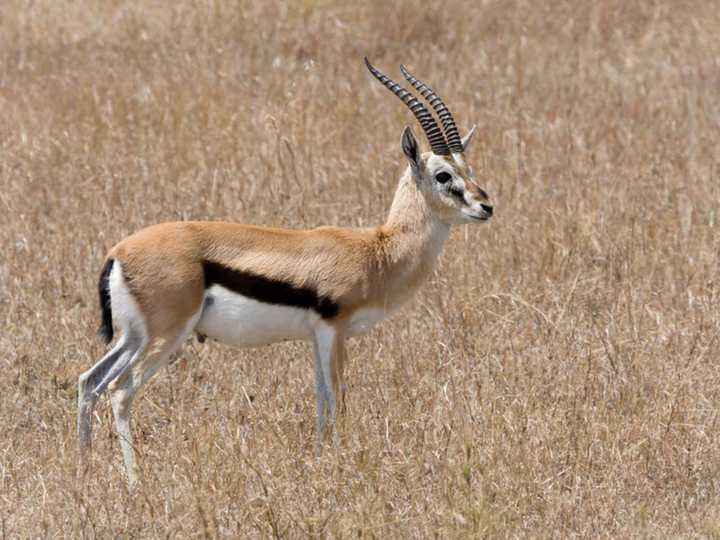 thomson"s gazelle, 汤普森瞪羚