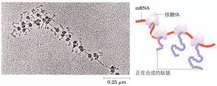 多聚核糖体电镜图(左)与示意图(右)[2]