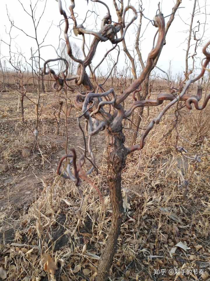 北方庭院种什么树好?