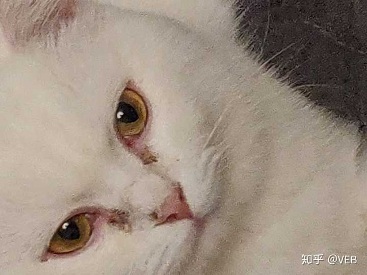 猫猫有眼屎不让擦,鼻头也偏硬,时间长了还有些泪痕,不