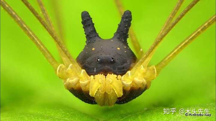 "黑兔蜘蛛"(英文名: bunny harvestman)为南美洲热带雨林中的一种盲蛛