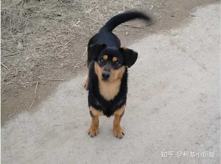 养中华田园犬需要注意什么