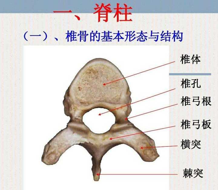 所以用别的动物椎骨代替,一般构造是相似的