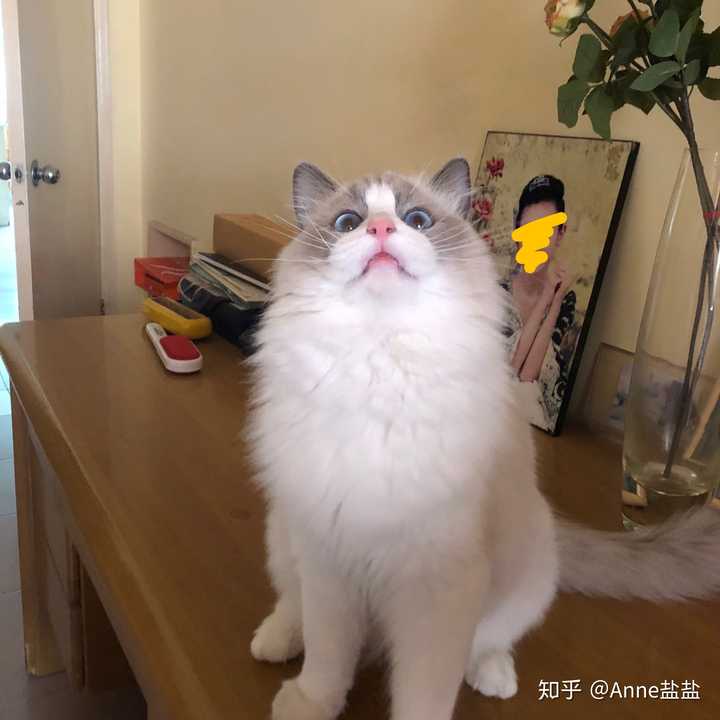 家里即将迎来一只布偶猫猫,不知道取什么名字,大家有啥想法.