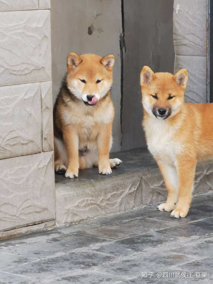 这个是柴犬吗?是的话品相如何?