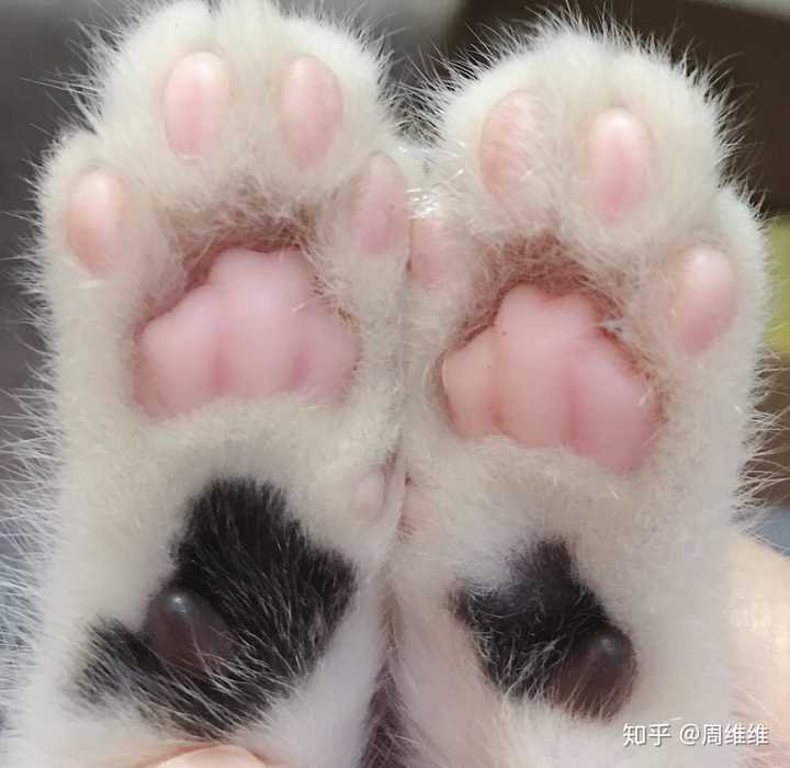 啊啊啊啊,超喜欢捏我家的小猫咪的小爪爪,咋办呀?
