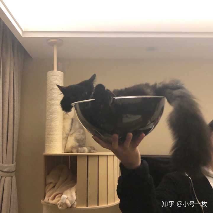 一碗猫!(背景可以看到,家里来了新成员,以后有空介绍