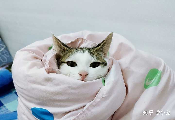 你的手机里有哪些猫咪的神表情照片?
