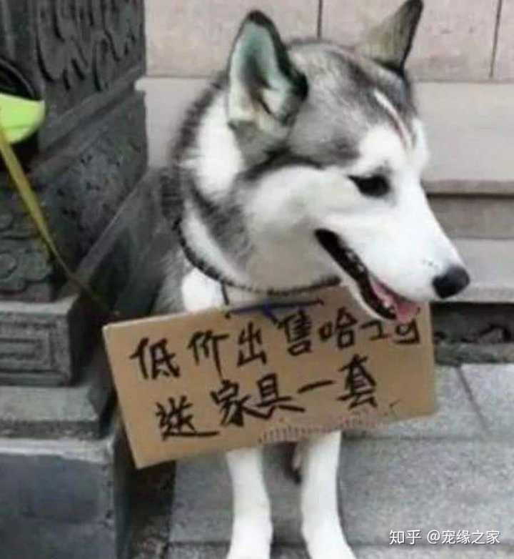 感受它世界 184 人赞同了该回答 雪橇三傻,世界上最傻确最可爱 发布