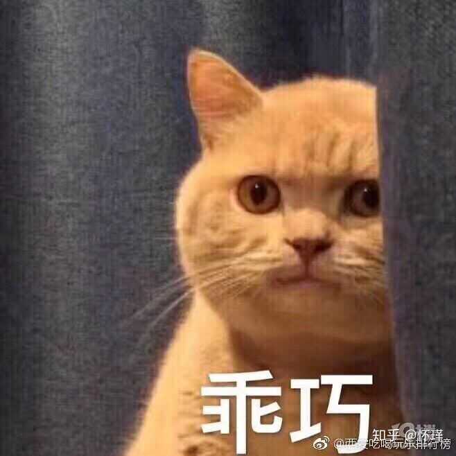 各位小伙伴有没有暗中观察橘猫的表情或者头像?