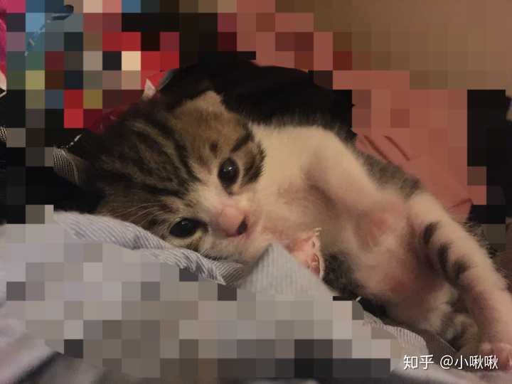 把一只刚出生的小奶猫一直养大是什么感觉?