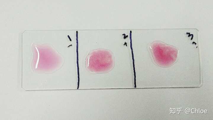 虎红平板凝集实验 1阴性2阳性3样品