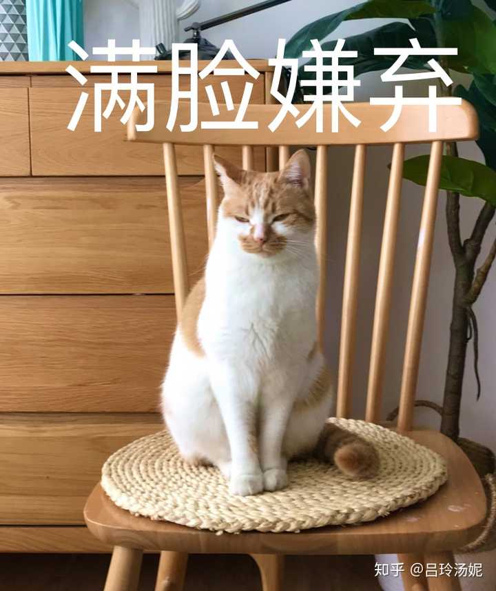 有没有沙雕橘猫的头像或表情包?