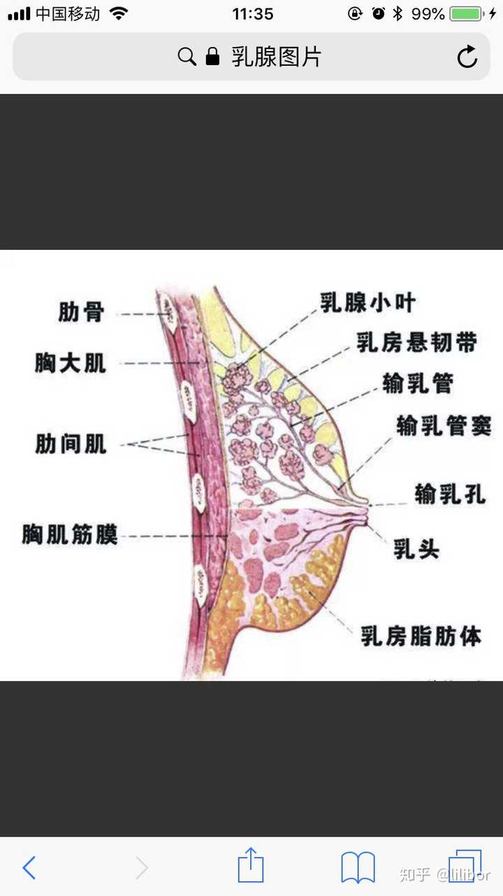 减肥缩胸怎么办