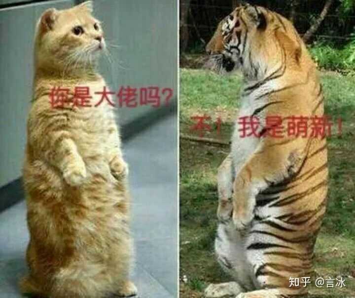 老虎到底有多猛?