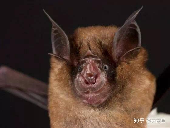 蝙蝠的形态特征与生活习性是怎样的它在生态系统中起到哪些作用