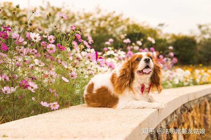 查理王小猎犬起源是什么,好养吗?听说英国皇室特别喜欢这种犬?