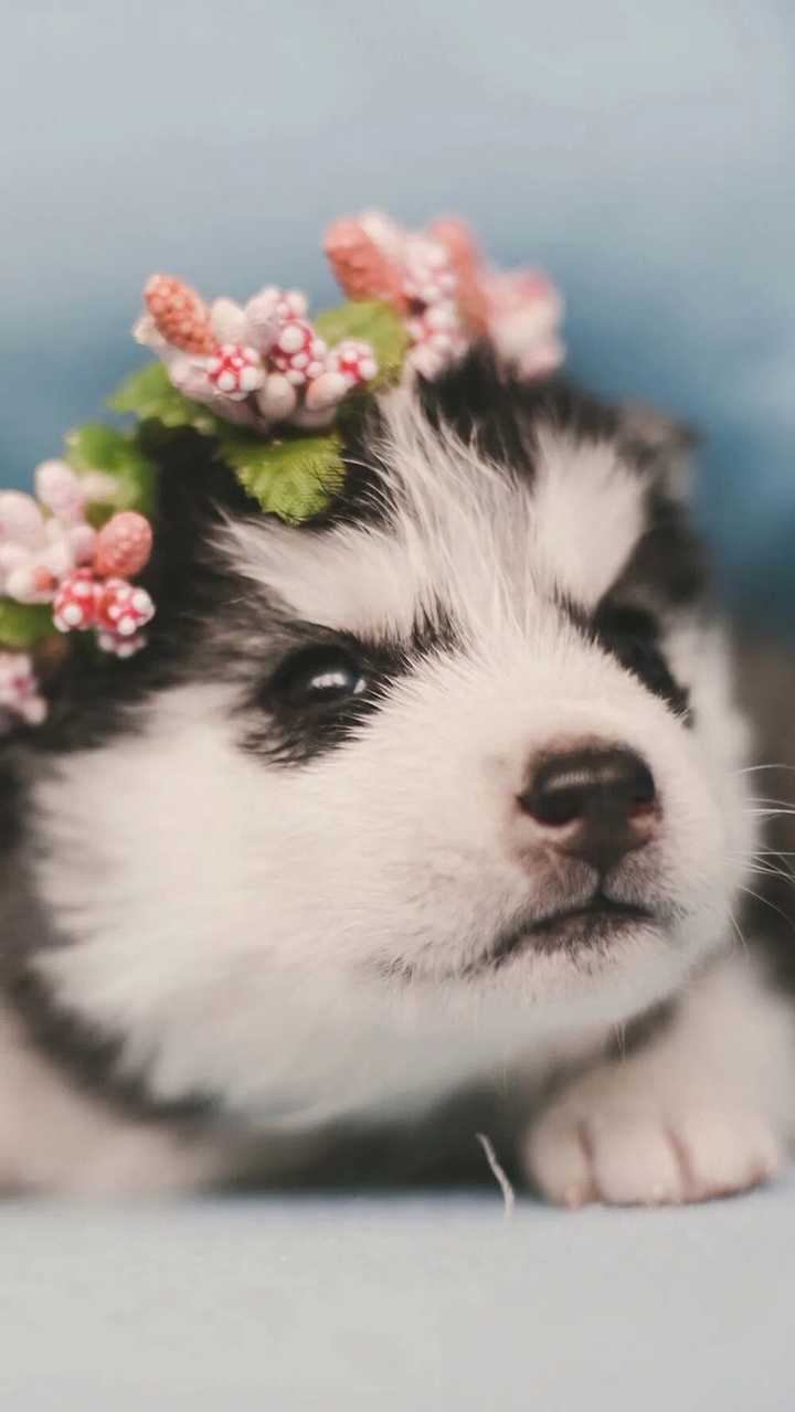 有没有以狗狗为主题的壁纸?