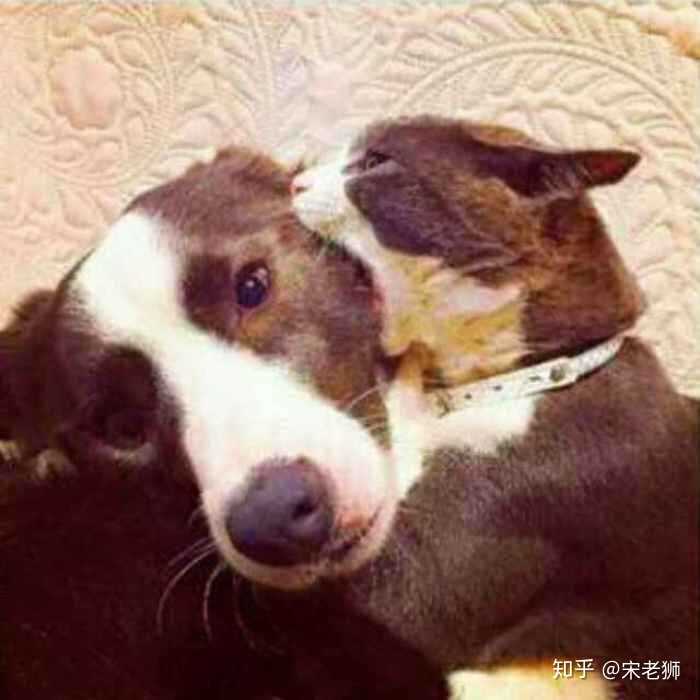 一只猫和一只狗的情侣头像?