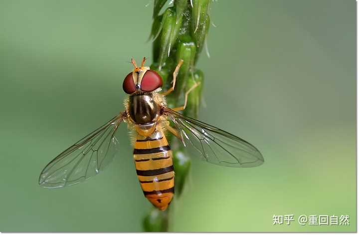 食蚜蝇