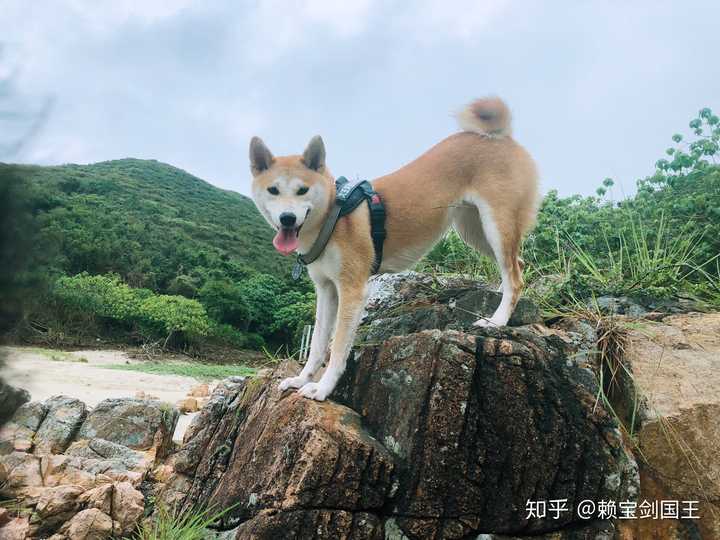 拉布拉多和柴犬该如何选择呢?