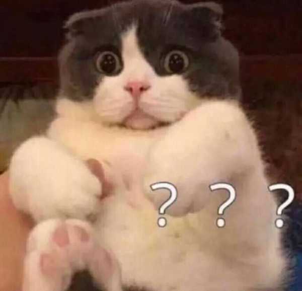 有哪些可爱到哭泣的猫咪图片或者表情包?